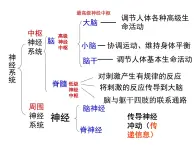 京改版生物七年级下册 8.2 神经调节的基本方式  课件