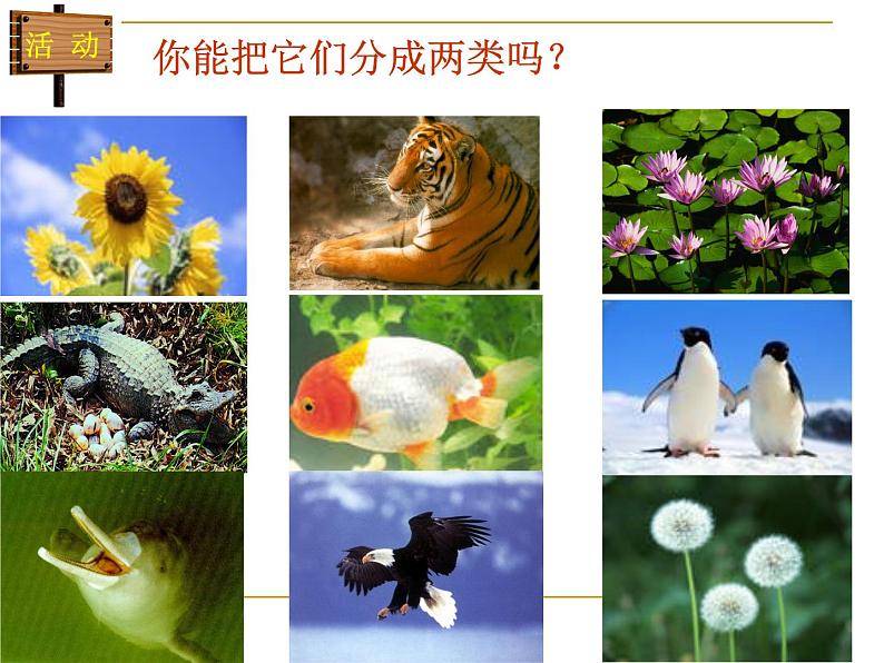 北师大版八下生物 22.4动物的主要类群 课件04