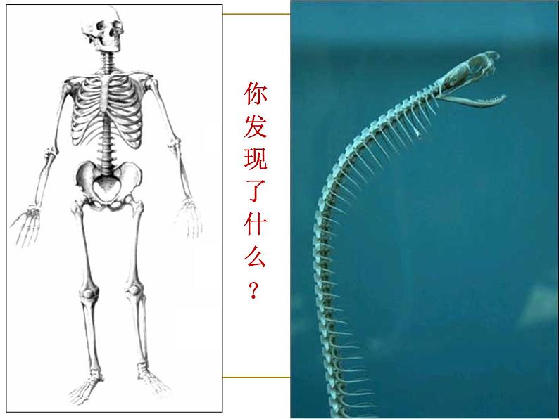 北师大版八下生物 22.4动物的主要类群 课件06