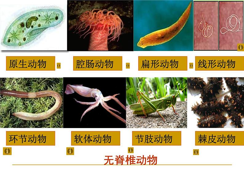 北师大版八下生物 22.4动物的主要类群 课件08