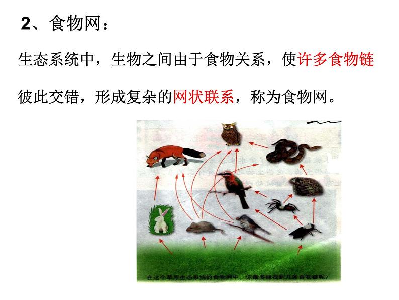 北师大版八下生物 23.3生态系统的结构和功能 课件08