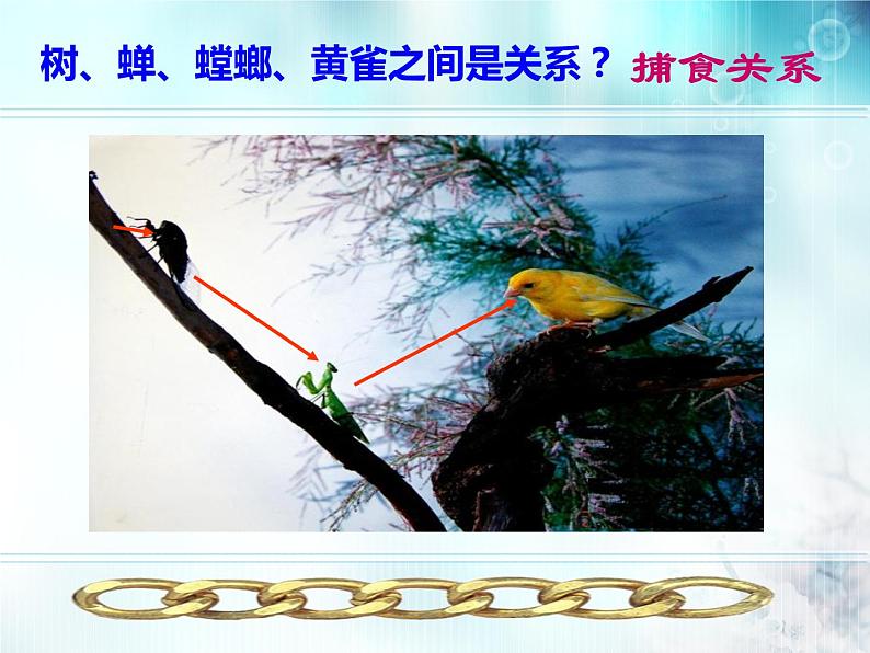 冀教版八下生物 7.2.2食物链和食物网 课件03