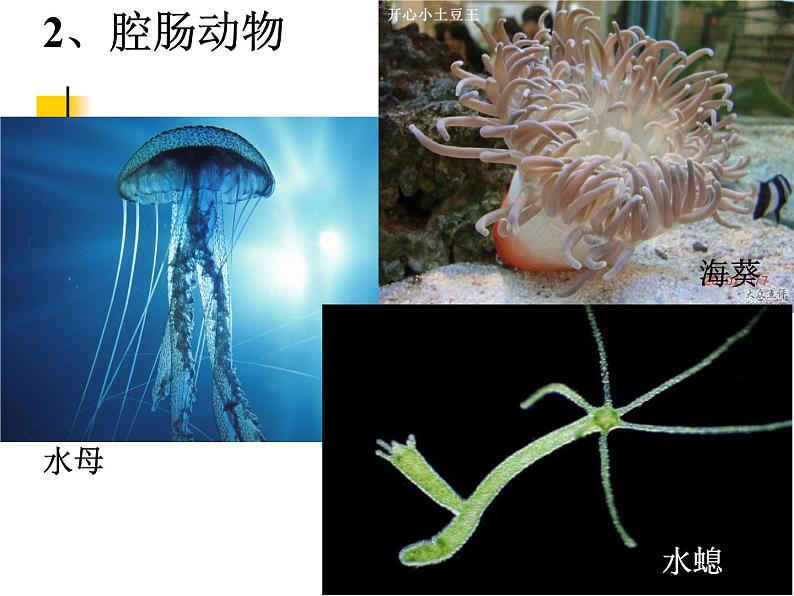 苏科版七下生物 10.1 水中的动物 课件04