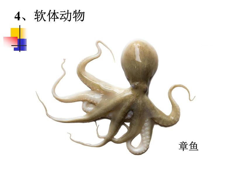 苏科版七下生物 10.1 水中的动物 课件08