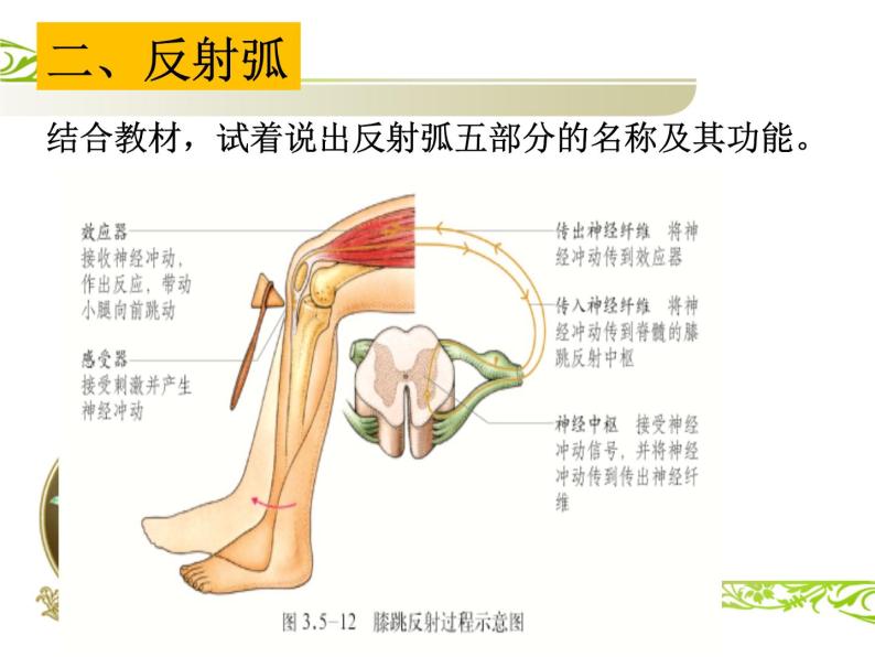 济南版七年级下册生物 5.3神经调节的基本方式 课件06