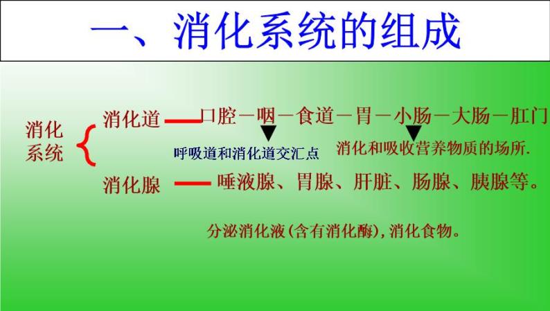 苏教版七年级下册生物 9.2人体的消化与吸收 课件06