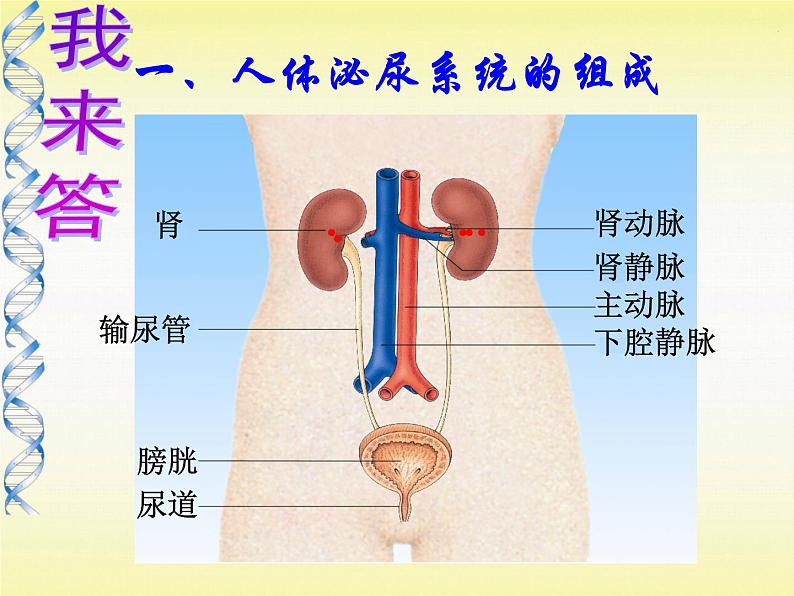 苏教版七年级下册生物 11.1人体泌尿系统的组成 课件第4页