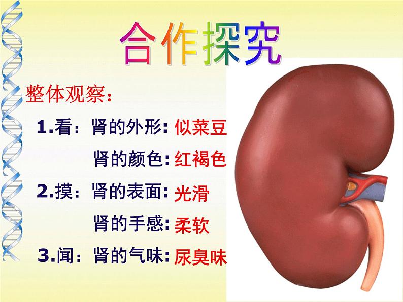 苏教版七年级下册生物 11.1人体泌尿系统的组成 课件第7页