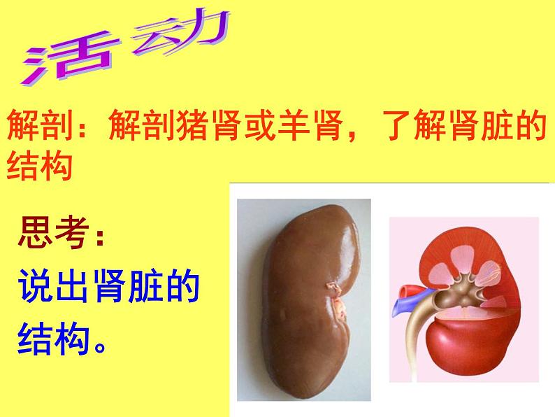 苏教版七年级下册生物 11.1人体泌尿系统的组成 课件第8页