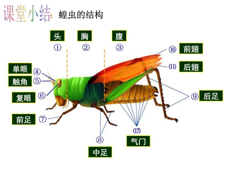 苏科版七年级下册生物 12.2昆虫 课件06