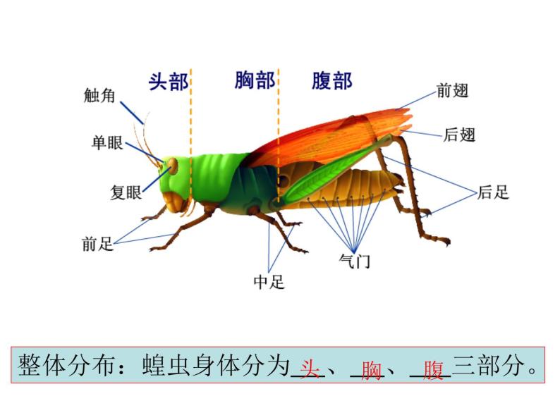 苏科版七年级下册生物 12.2昆虫 课件07
