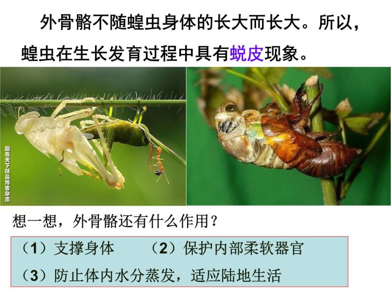 苏科版七年级下册生物 12.2昆虫 课件08