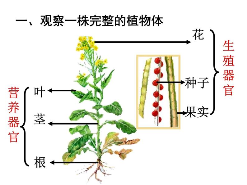 苏科版七年级下册生物 9.1植物体的组成 课件06