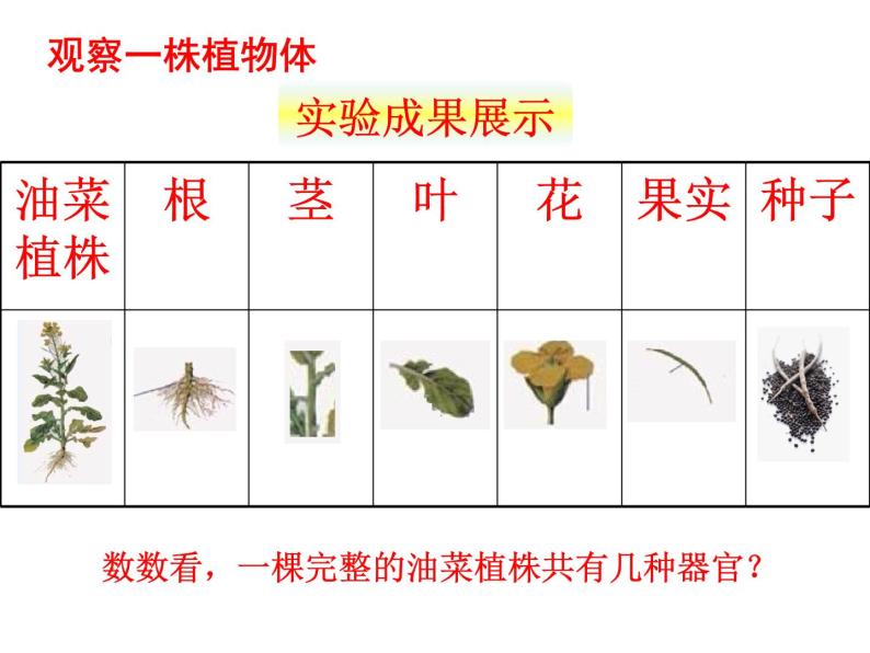 苏科版七年级下册生物 9.1植物体的组成 课件07