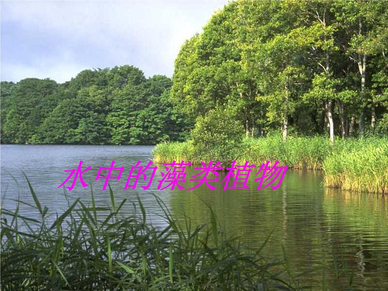 苏科版七年级下册生物 10.2水中的藻类植物 课件01