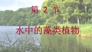 初中生物苏科版七年级下册第2节 水中的藻类植物课文内容课件ppt