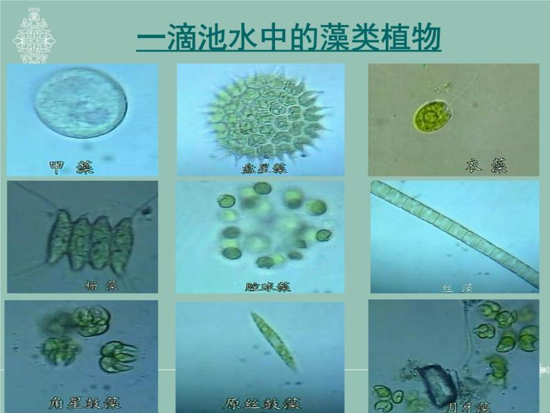 苏科版七下生物 10.2 水中的藻类植物 课件03