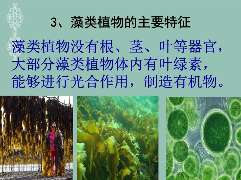 苏科版七下生物 10.2 水中的藻类植物 课件06