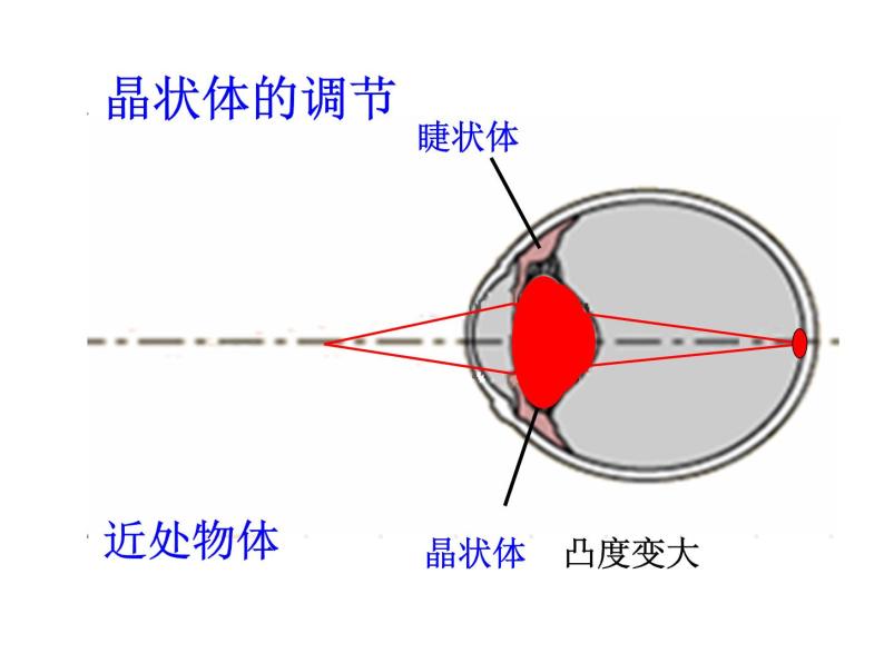 鲁科版（五四学制）生物七年级下册 4.1.1人体对外界环境的感知 课件07