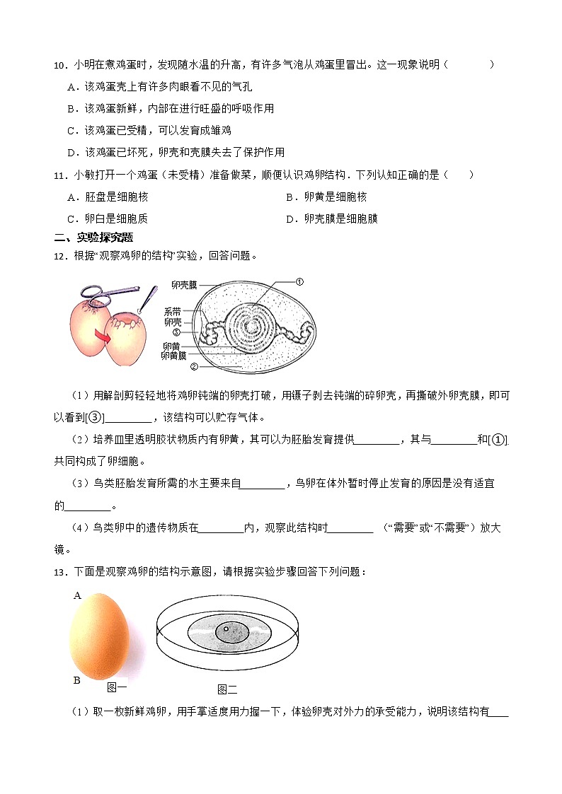 中考生物实验专项复习 观察鸡卵的结构解析版 练习03