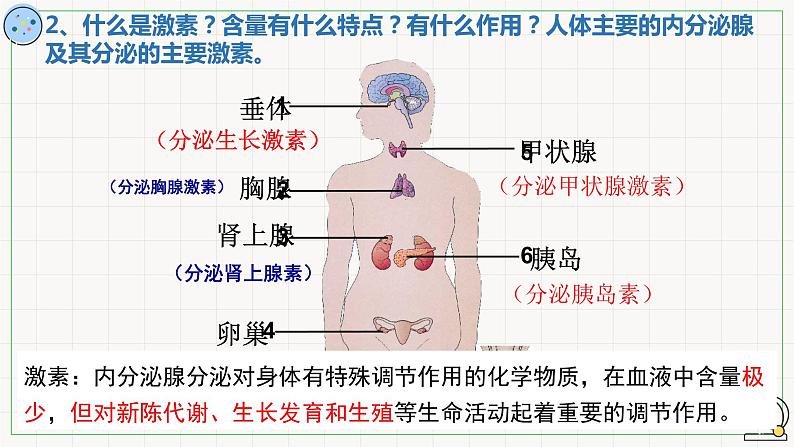 2022年中考生物专题复习:人体生命活动的调节课件第6页