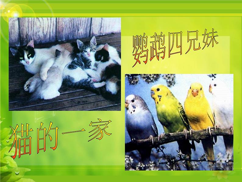 冀教版八年级下册生物 6.2.2变异 课件第4页