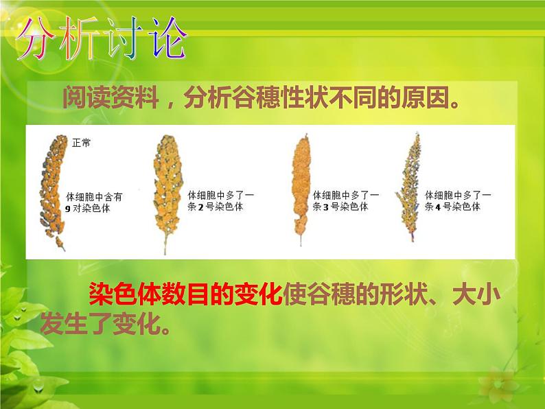 冀教版八年级下册生物 6.2.2变异 课件第7页