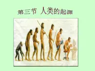 冀教版八年级下册生物  6.3.3人类的起源 课件