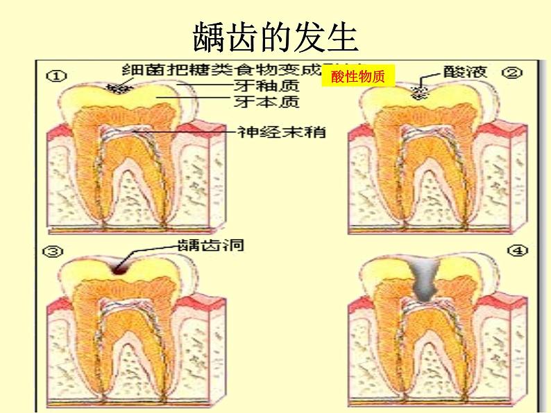 苏教版七年级下册生物 9.2人体的消化与吸收 课件第7页