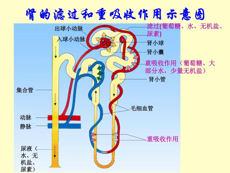 苏教版七年级下册生物 11.2人体废物的排出 课件03