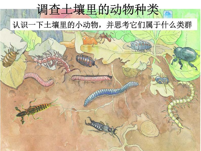 苏科版七年级下册生物 13.1土壤里的小动物 课件第2页