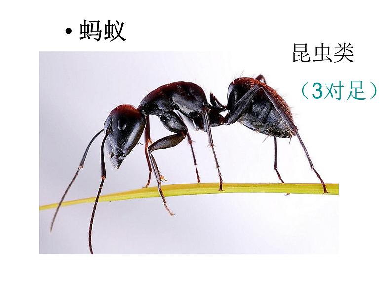 苏科版七年级下册生物 13.1土壤里的小动物 课件第3页