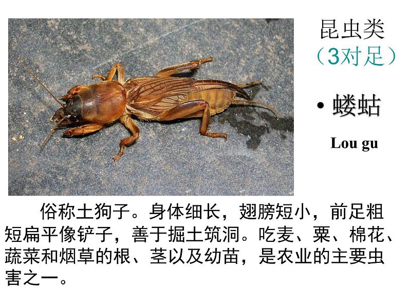 苏科版七年级下册生物 13.1土壤里的小动物 课件第5页
