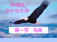 苏科版七年级下册生物 12.1鸟类 课件