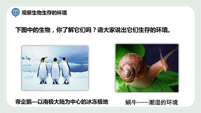 2.1 生物生存的环境(课件)第7页