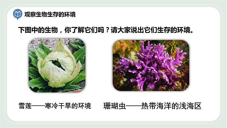 2.1 生物生存的环境(课件)第8页