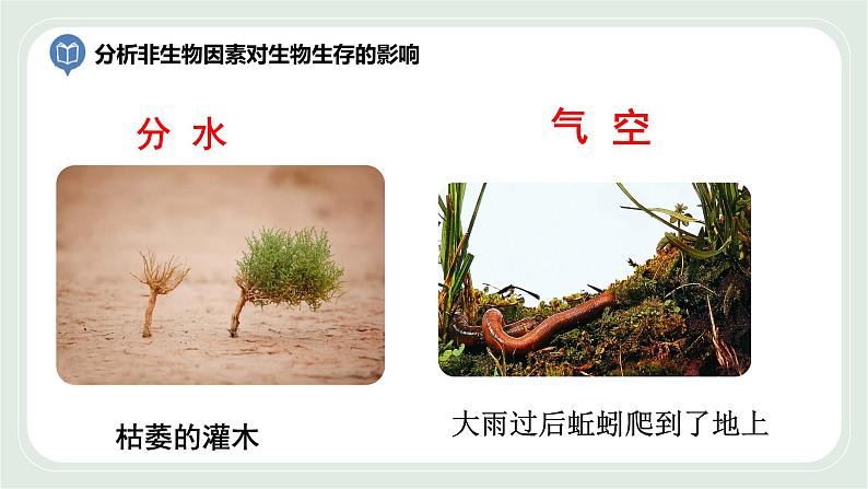 2.2 环境影响生物的生存第2课时(课件)第4页