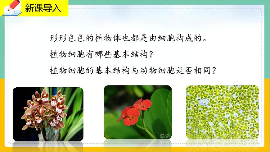 3.1.3《植物細胞結構和功能》 課件第2頁