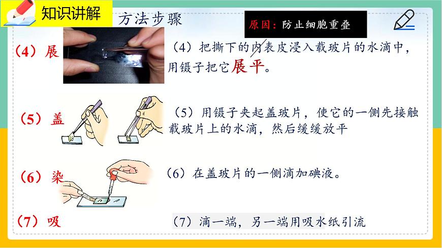 3.1.3《植物細胞結構和功能》 課件第6頁