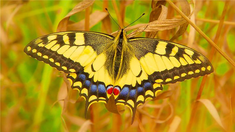 7.1.2 昆虫的生殖和发育(29张)-人教版生物八年级下册课件第3页