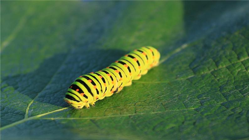 7.1.2 昆虫的生殖和发育(29张)-人教版生物八年级下册课件第4页