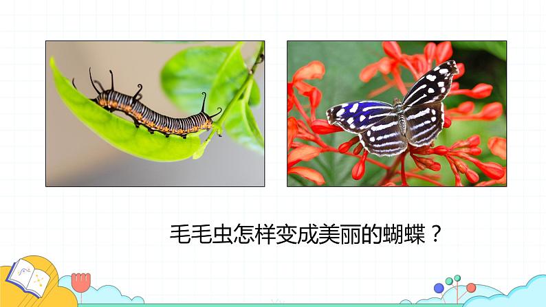 7.1.2 昆虫的生殖和发育(29张)-人教版生物八年级下册课件第5页