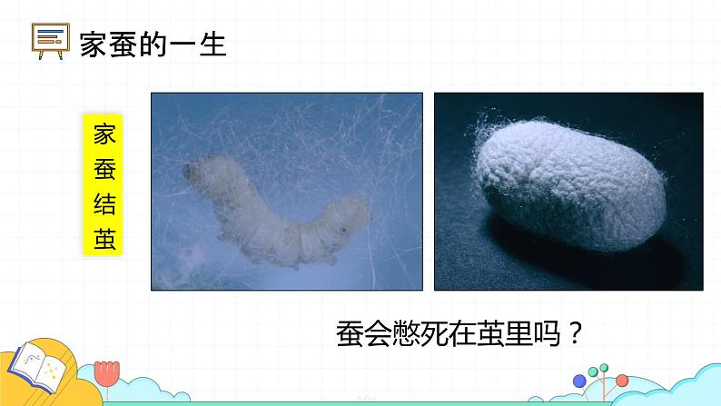 7.1.2 昆虫的生殖和发育(29张)-人教版生物八年级下册课件第8页