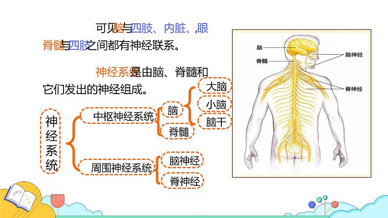 4.6.2 神经系统的组成(29张)-人教版生物七年级下册课件第8页