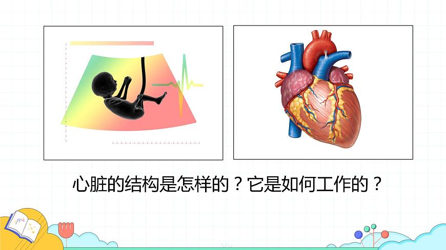 4.4.3 輸送血液的泵—心臟（52張）-人教版生物七年級下冊課件第3頁