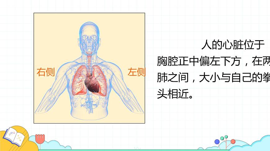 4.4.3 輸送血液的泵—心臟（52張）-人教版生物七年級下冊課件第6頁