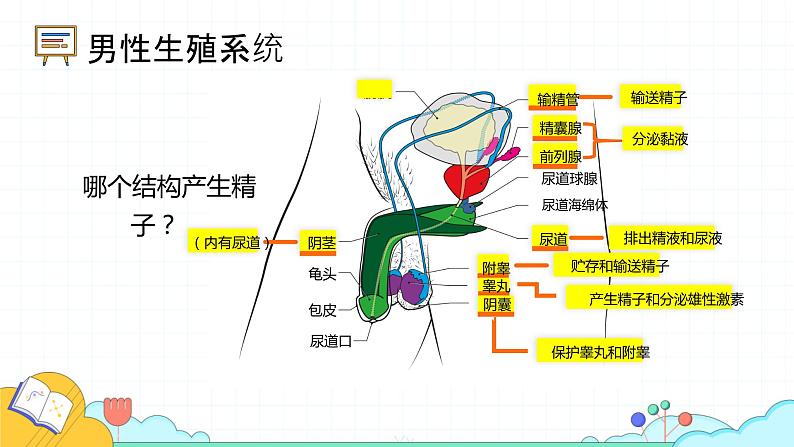 4.1.2 人的生殖(37张)-人教版生物七年级下册课件第8页