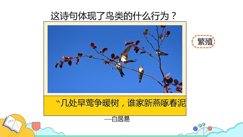 7.1.4 鸟的生殖和发育(26张)-人教版生物八年级下册课件第3页