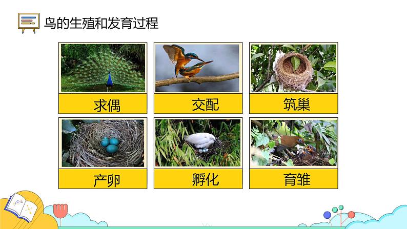 7.1.4 鸟的生殖和发育(26张)-人教版生物八年级下册课件第4页