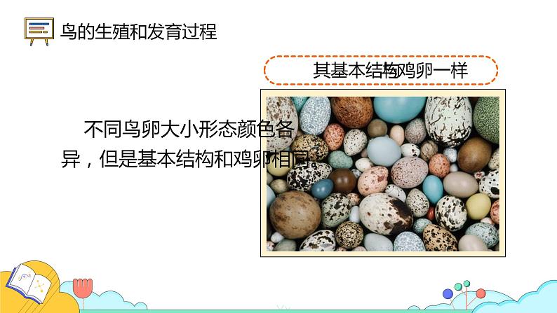 7.1.4 鸟的生殖和发育(26张)-人教版生物八年级下册课件第5页